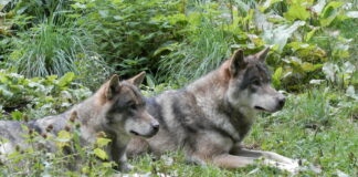 Haut-Jura. L’association Férus dénonce une entrave à la justice dans le dossier du déclassement du loup Protection des loups