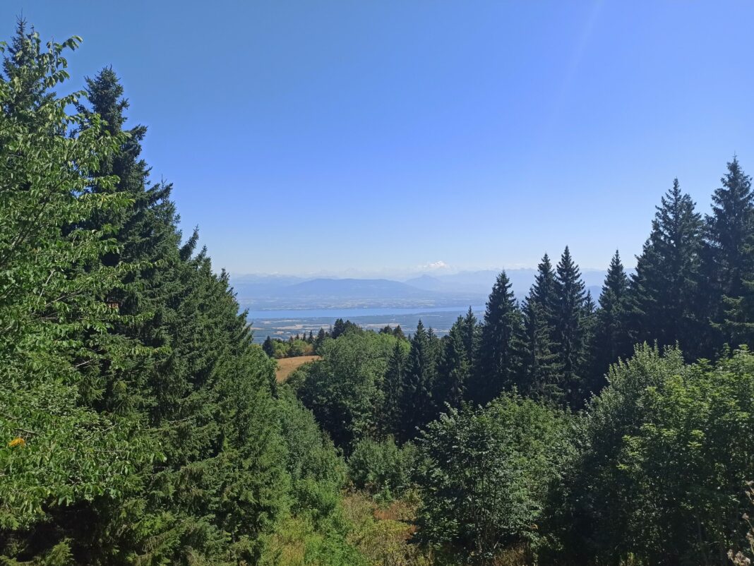 Forêt Crédit Anthony Soares Histoire du bois Franche-Comté