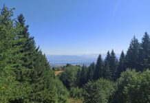 Histoire du bois Franche-Comté