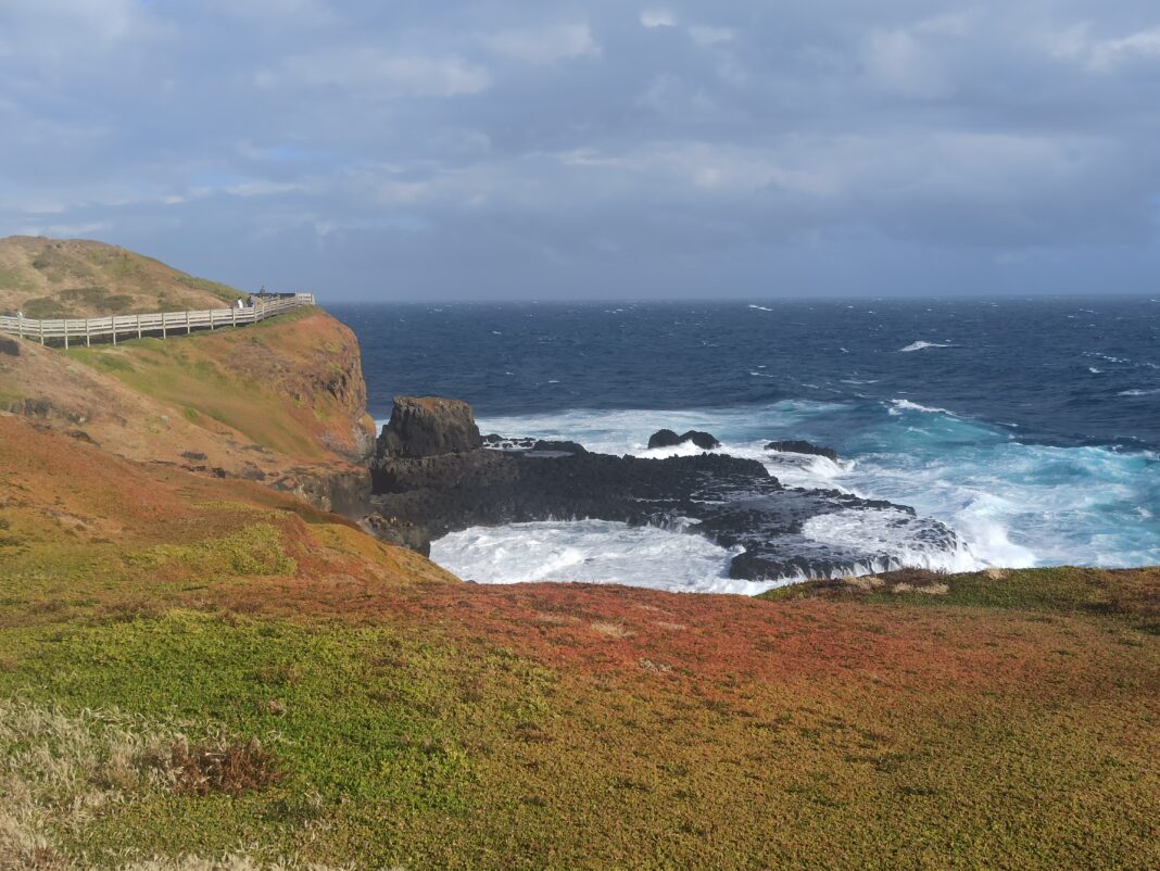 Manchots Phillip Island