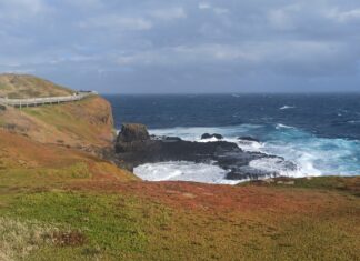 Manchots Phillip Island