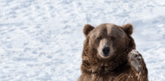 Rubrique. Grands Mots Grands Remèdes : Poète ! Poète ! Grizzly