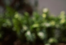 Rubrique. Grands mots, grands remèdes : Allo ? interdiction du téléphone au lycée