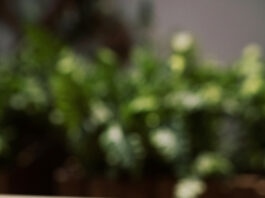 Rubrique. Grands mots, grands remèdes : Allo ? interdiction du téléphone au lycée