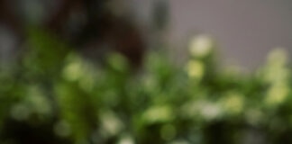 interdiction du téléphone au lycée