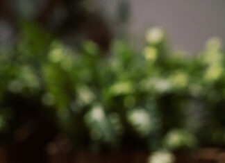 interdiction du téléphone au lycée