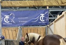 chevaux comtois Salon agriculture