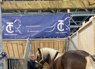 chevaux comtois Salon agriculture