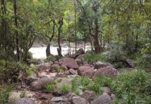 Rubrique. Au fil des voyages : Rencontre avec les véritables animaux dangereux d’Australie Animaux dangereux en Australie