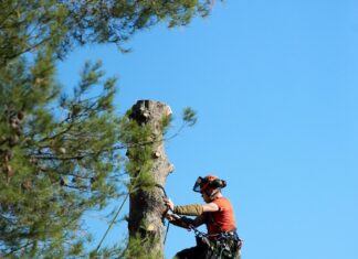 Dossier Habitat. L’élagage : quand sécurité et esthétique se rencontrent