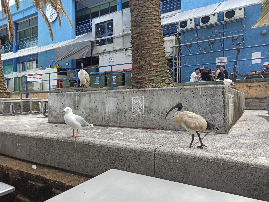 révolution aviaire à sydney