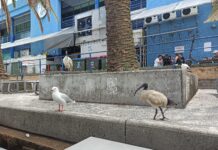 révolution aviaire à sydney
