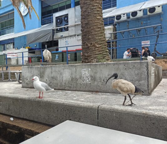 révolution aviaire à sydney