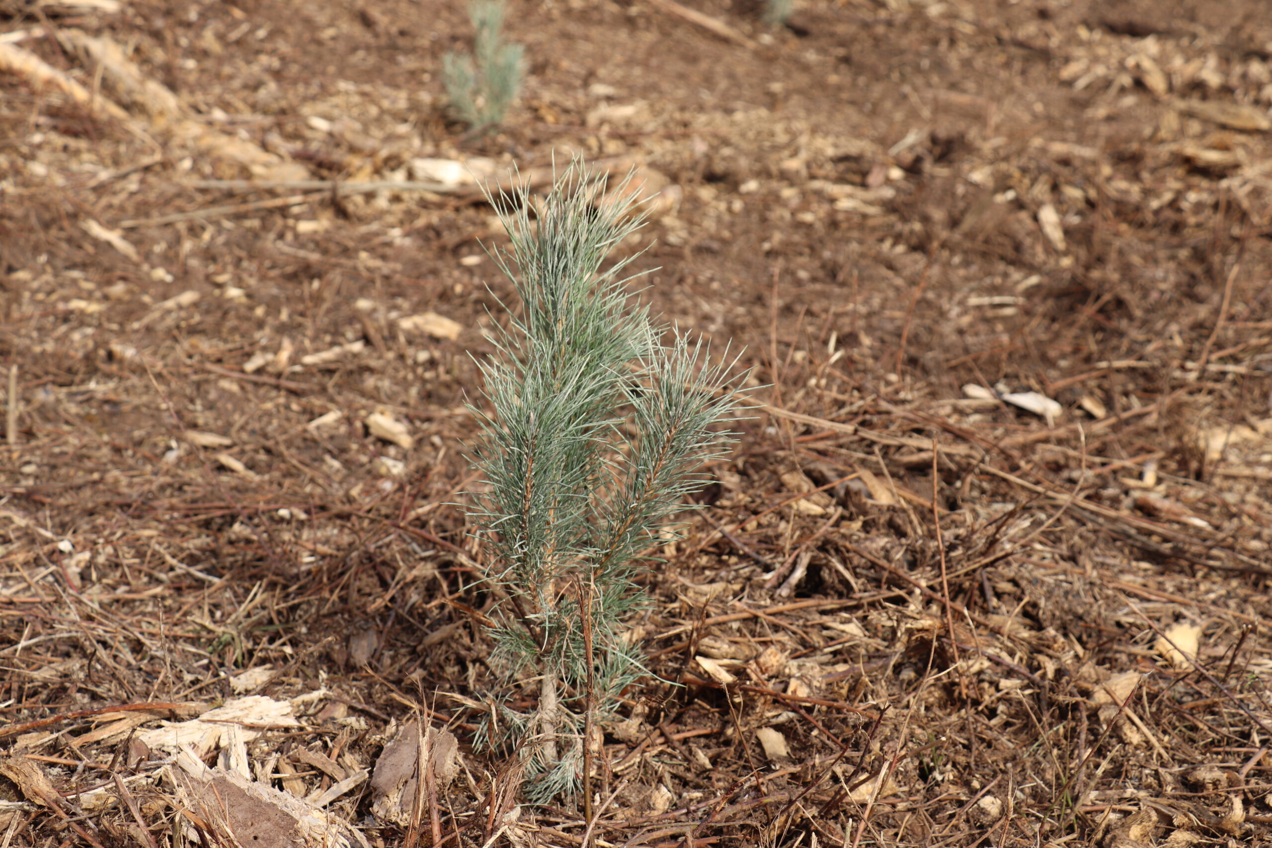 Jeune plant de pin Laricio de Calabre âgé de deux ans sur une parcelle forestière