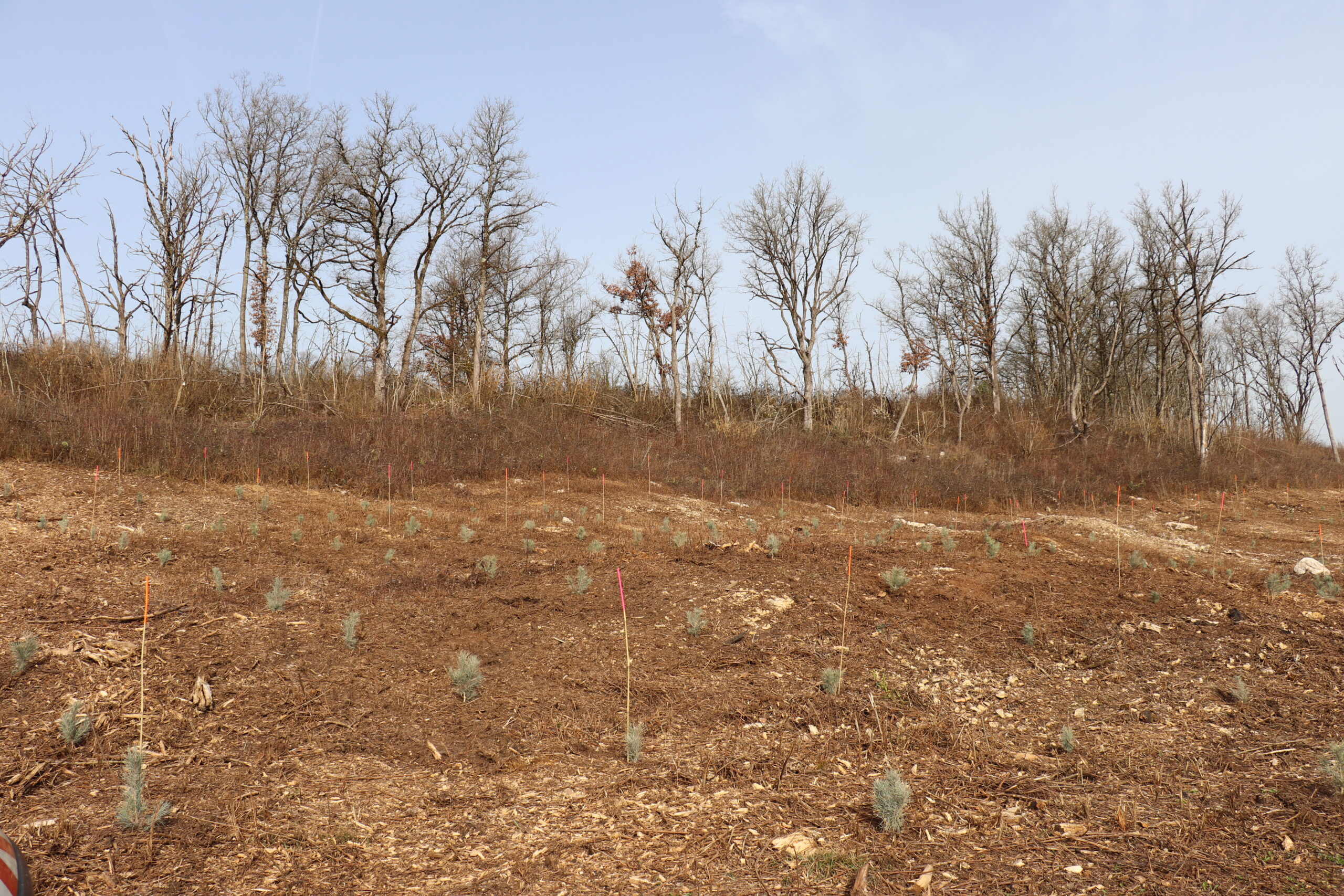 Reboisement de pins Laricio de Calabre après un incendie, jeunes plants sur une parcelle dégagée.