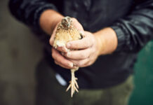 faits divers anciens Jura