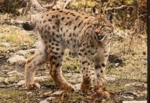 https://hebdo39.net/wp-content/uploads/2026/04/1Le-lynx-Boreal-que-lon-trouve-dans-nos-forets.-©Claude-Le-Pennec.--scaled.jpg