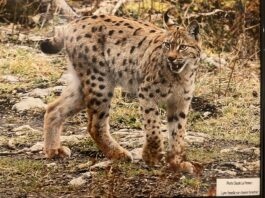 https://hebdo39.net/wp-content/uploads/2026/04/1Le-lynx-Boreal-que-lon-trouve-dans-nos-forets.-©Claude-Le-Pennec.--scaled.jpg