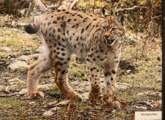 https://hebdo39.net/wp-content/uploads/2026/04/1Le-lynx-Boreal-que-lon-trouve-dans-nos-forets.-©Claude-Le-Pennec.--scaled.jpg