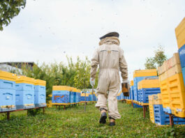 Apiculteur frelon asiatique