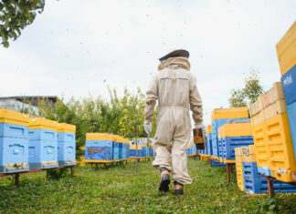 Auxonne. La lutte s’organise contre le frelon asiatique Apiculteur frelon asiatique