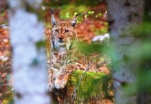 lynx tué jura
