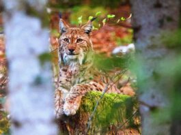Mag39. Protect the Lynx : une mobilisation locale pour sauver le fantôme des forêts Association Protect the Lynx