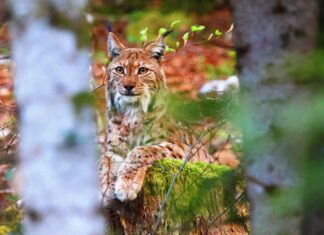 Haut-Jura. Un tireur identifié après la mort illégale d’un lynx