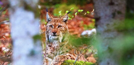 lynx tué jura