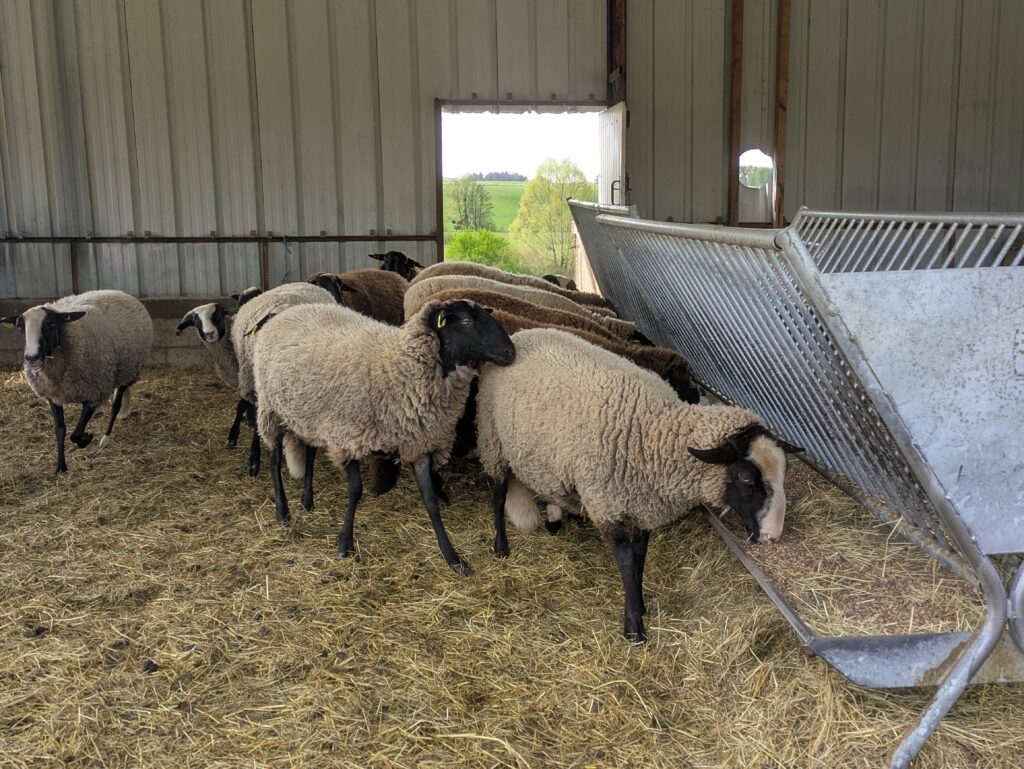 Brebis dans une prairie, élevage local du Jura