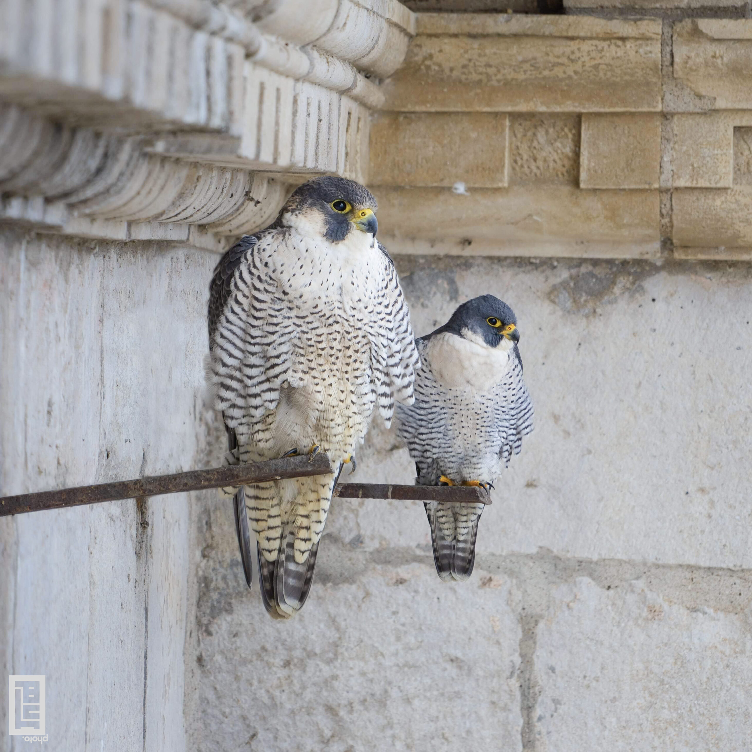 Couple de faucons pèlerins posé à Dole