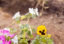 planter fleurs printemps conseils