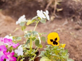 planter fleurs printemps conseils