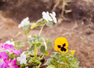 Dossier plein air. Un printemps fleuri : quelles fleurs planter pour un jardin éclatant ? planter fleurs printemps conseils