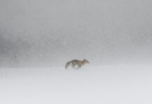 Photographes artistes Massif Jura