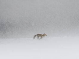 Photographes artistes Massif Jura