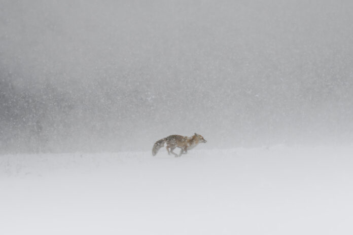 Marika Godin Photographes artistes Massif Jura