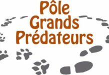 Pôle Grands Prédateurs
