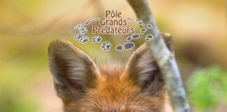Weekend Roux Pôle grands prédateurs