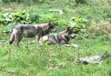 Loup