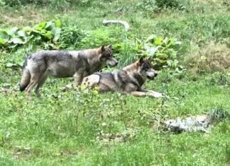 Loup