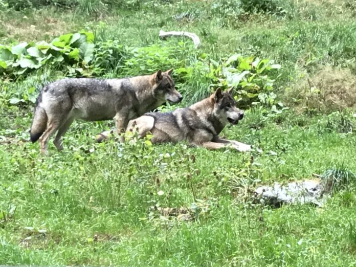 Loup