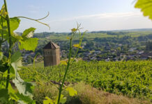 Fête AOC Arbois vignoble