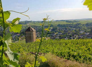 Arbois. Tout un vignoble en fête pour les 90 ans de l’AOC Fête AOC Arbois vignoble