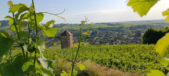 Fête AOC Arbois vignoble