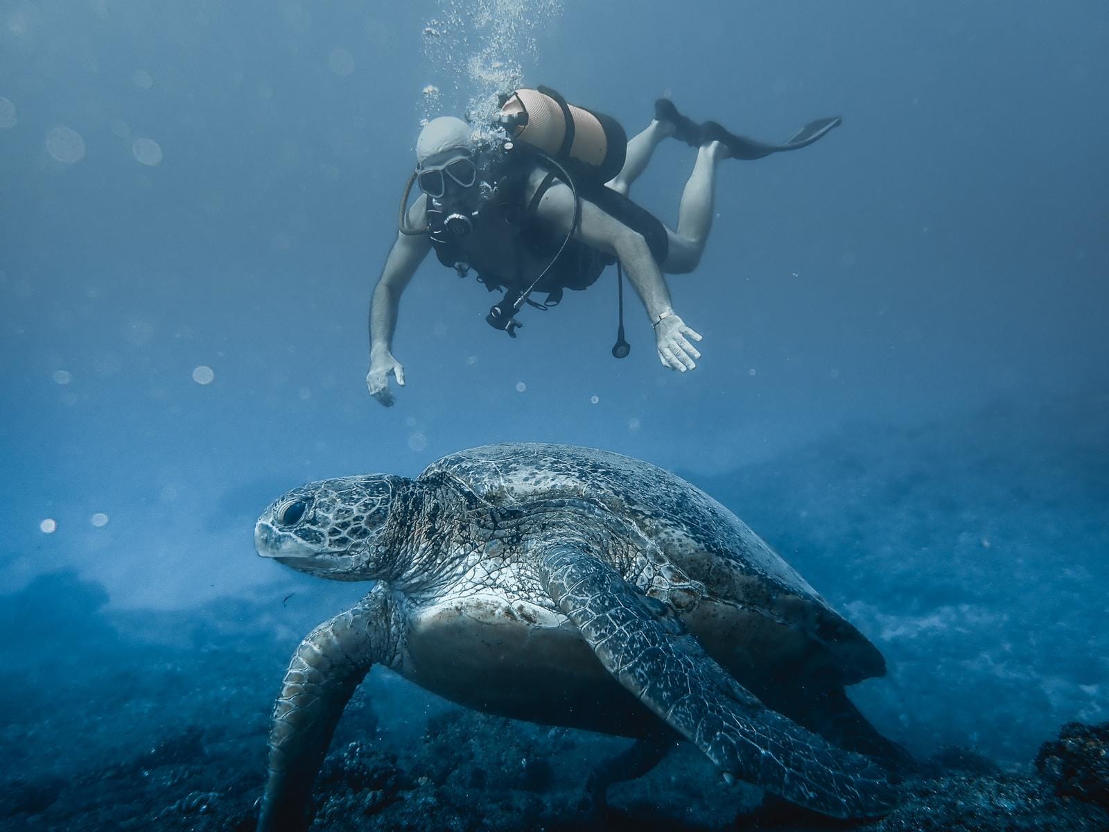 Pascal Bejeannin Ney qui nage avec une tortue