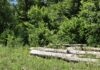 Champagnole. La forêt se prépare à l’après-scolytes Champagnole forêt scolytes reboisement