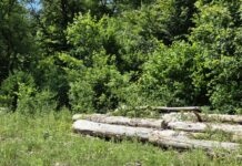 Champagnole forêt scolytes reboisement