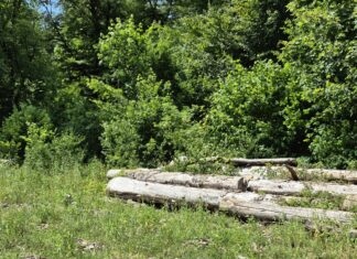 Champagnole. La forêt se prépare à l’après-scolytes Champagnole forêt scolytes reboisement