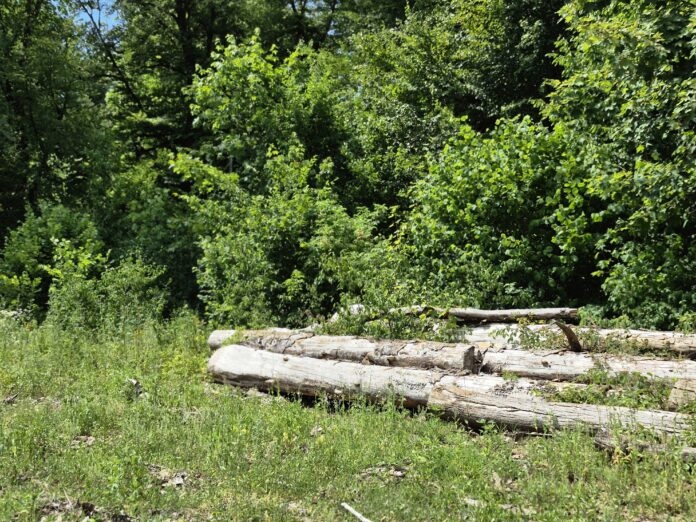 Champagnole forêt scolytes reboisement